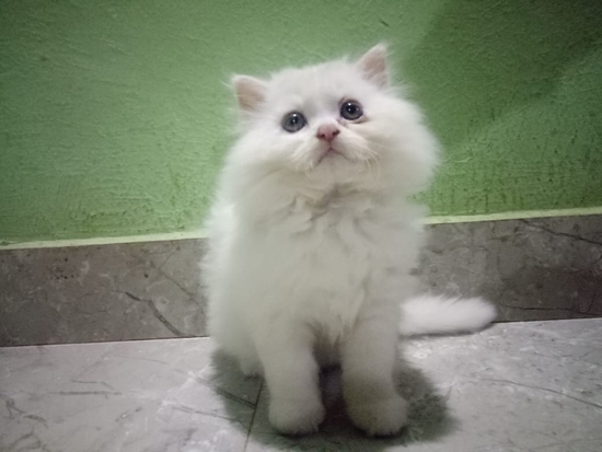 Others — Persian kittens for sale, Maharashtra, India