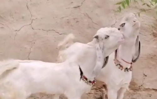 Totapuri Goat — photo 2
