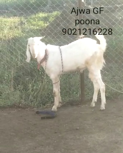 Patira Goat  — photo 3