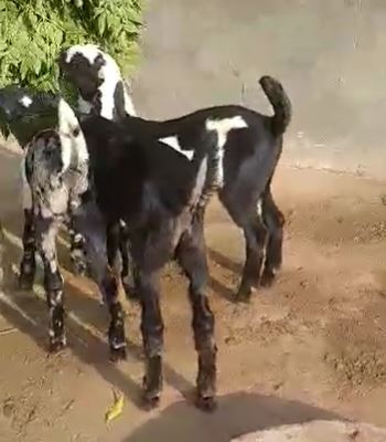 Bital goat — photo 3