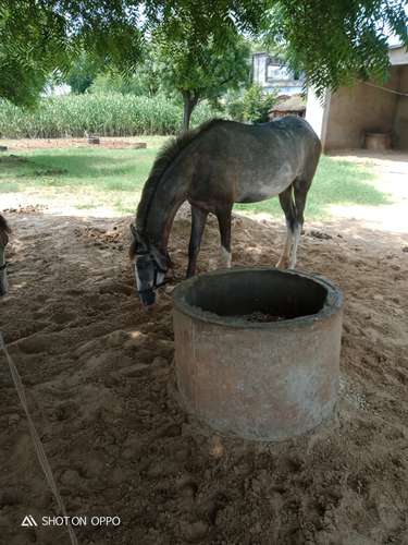 Marwadi Horse — photo 2