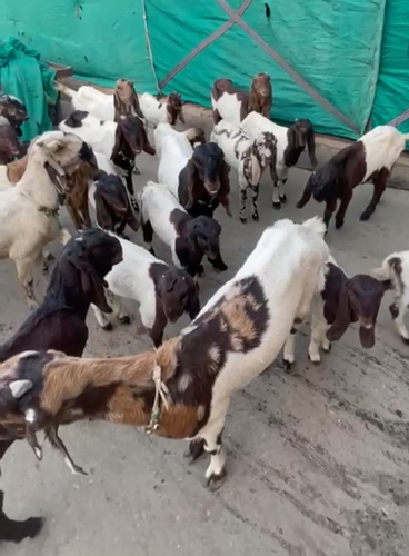 Sojat Goat — photo 5