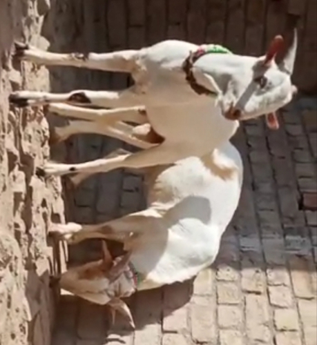 Barbari Goat — photo 2