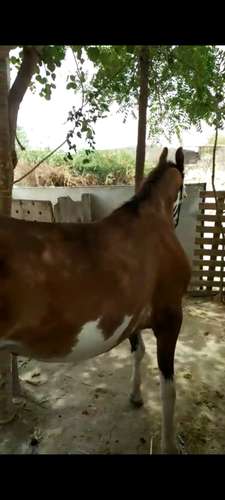 Marwadi Horse 🐎 — photo 3