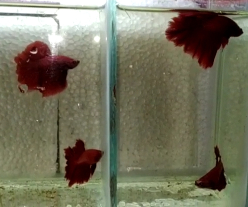Fish — Rostel tel Fish, Kolkata, India