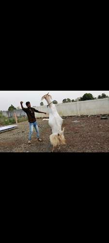 Goat — photo 3