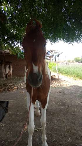 Horse 🐎Kathiyawadi — photo 4