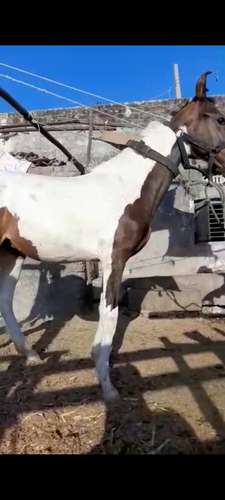 Marwadi Horse — photo 2