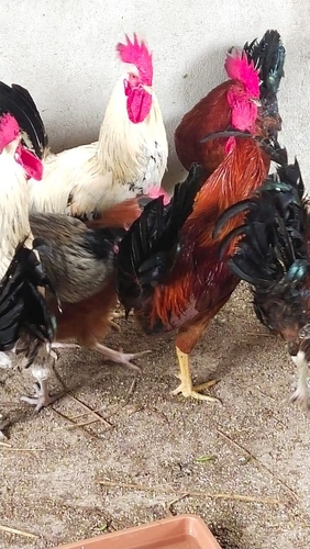 Hen for sell  — Hen for sale in Navarmai , Nagpur, India