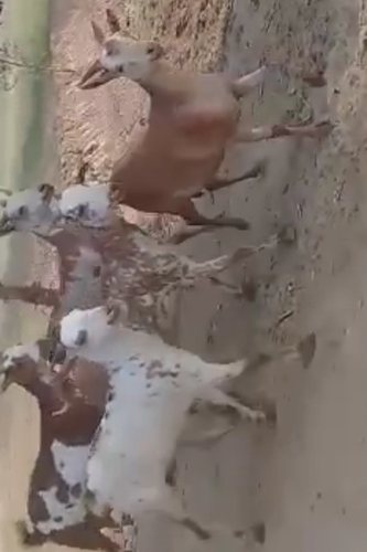 Barbari Goat — photo 2