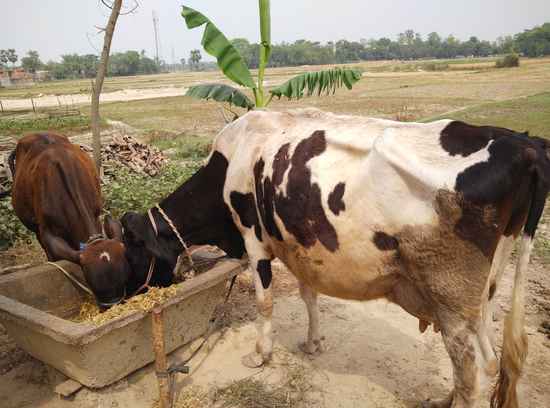Cow