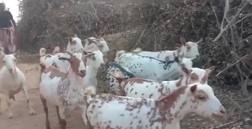 Barbari Goat