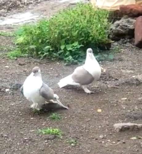 Pigeon — photo 2