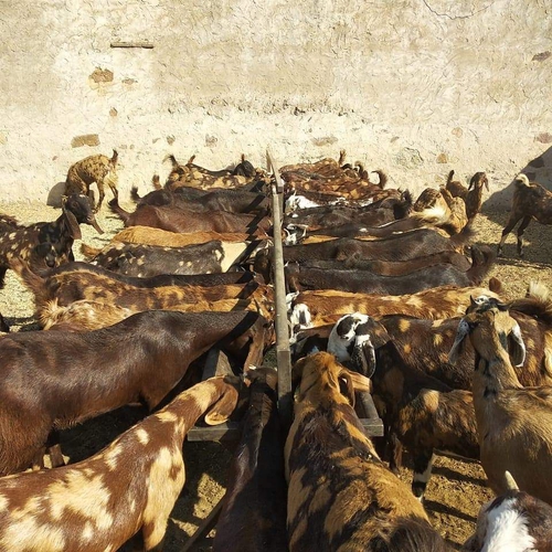 Sirohi Goats — photo 2