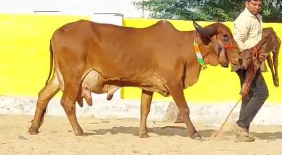 Cow — Cow for sale in Madhya Pradesh, Madhya Pradesh, India