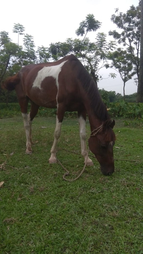 Marwari Mare — photo 4