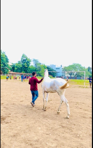 Marwari Horse — photo 4