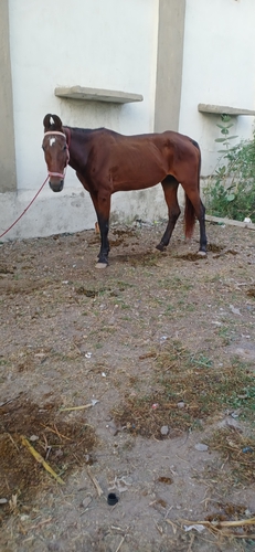Nana Zinzavadar.vijay satiya