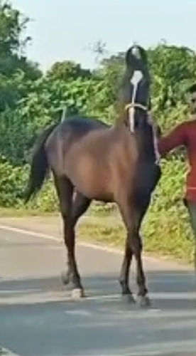 Marwari Horse — photo 4
