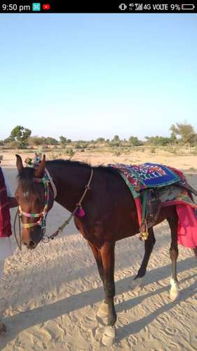 Sindhi Horse — photo 4