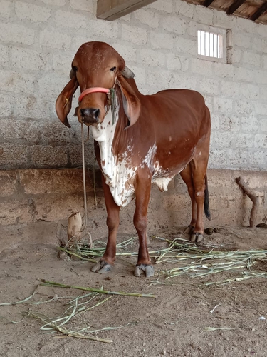 Gir cow child — photo 2