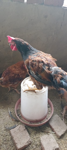 Hen — photo 5