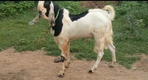 Goat 