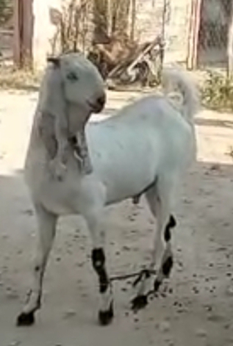Haidrabadi Goat — photo 2