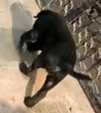 Black Lab — photo 2