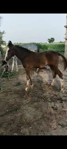 Marwadi Horse 🐎 — photo 3