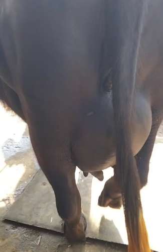 Murraha Buffalo — photo 3