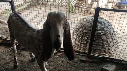 Beetal Goat white eyes — photo 3