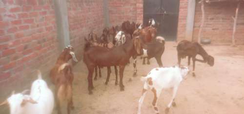 Best price Goat — photo 4