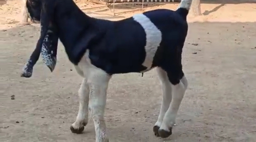 Hyderabadi Goat — photo 3