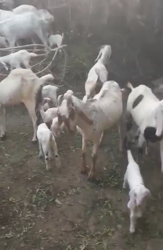 Sojat Goat — photo 3