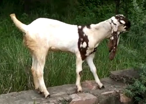 Totapuri Goat — photo 3