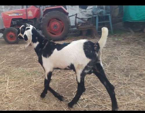 Beetal Goat