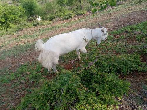 Cross Breed  — photo 6