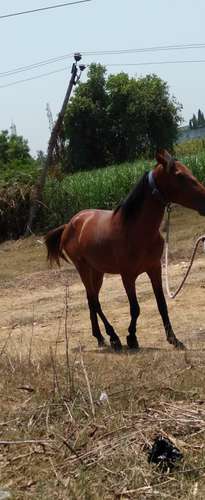 Sindhi Vachera Horse — photo 5