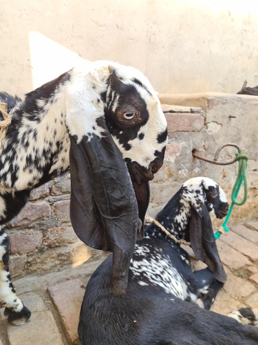 Bital goats — photo 2
