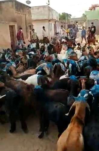 Sirohi Goat — photo 2