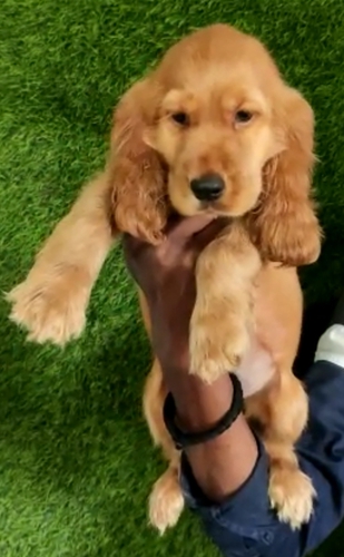 COCKER SPANIEL Puppy