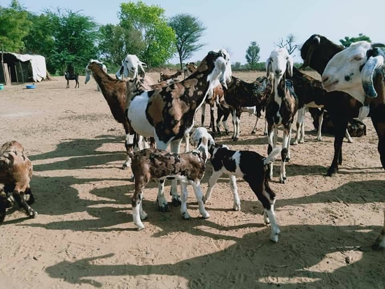Gujari second time pregnant bakriya — photo 2