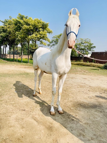 Nukra Horse — photo 2