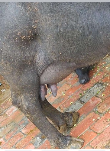 1 din ki sui buffalo — photo 2