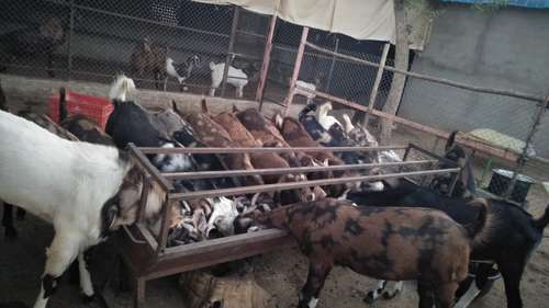 Sirohi Goat — photo 6