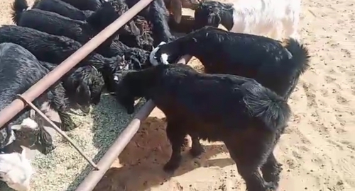 Cutting Goats — photo 2