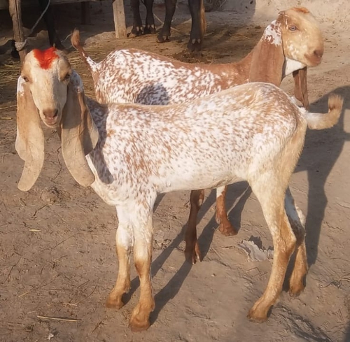 Goat — photo 2
