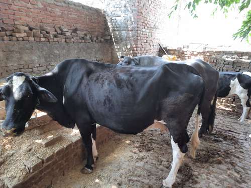 Cow