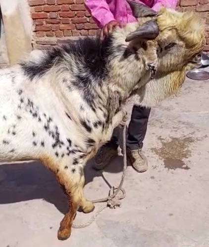 Barbari Goat  — photo 2